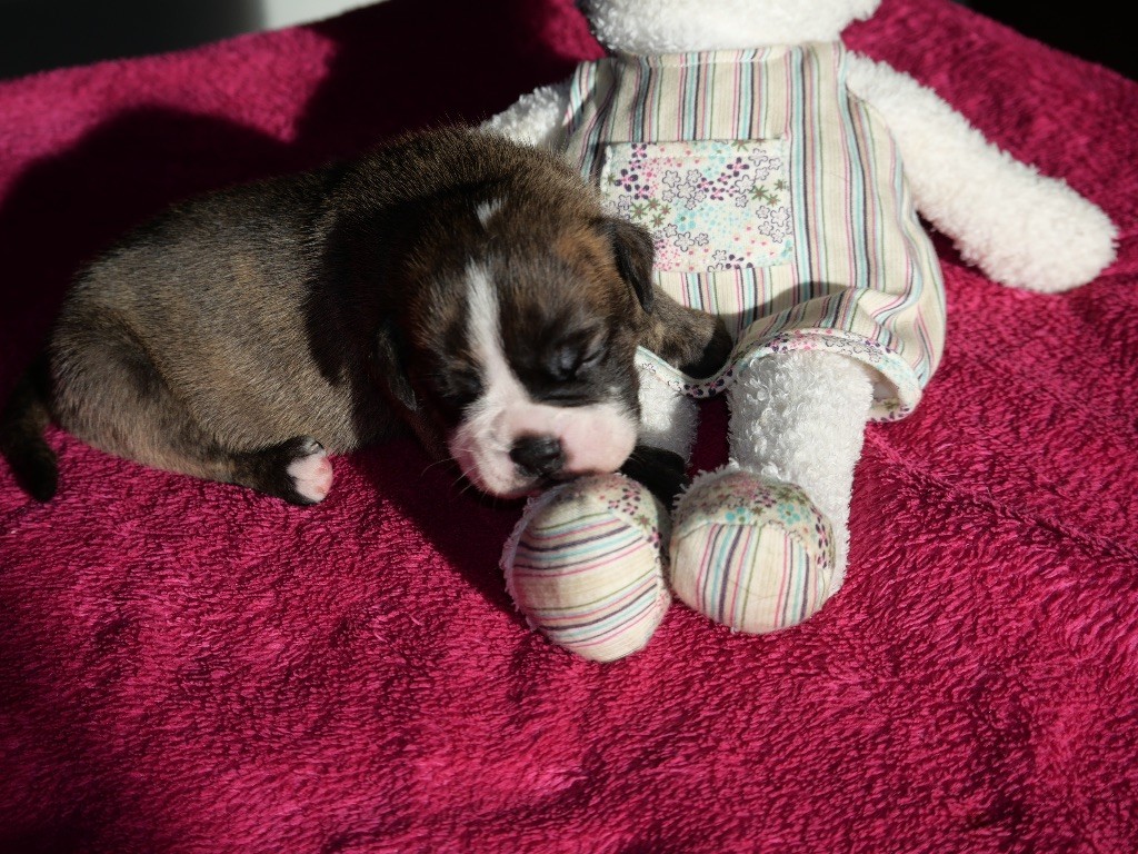 Family Contis - Chiot disponible  - Bulldog continental