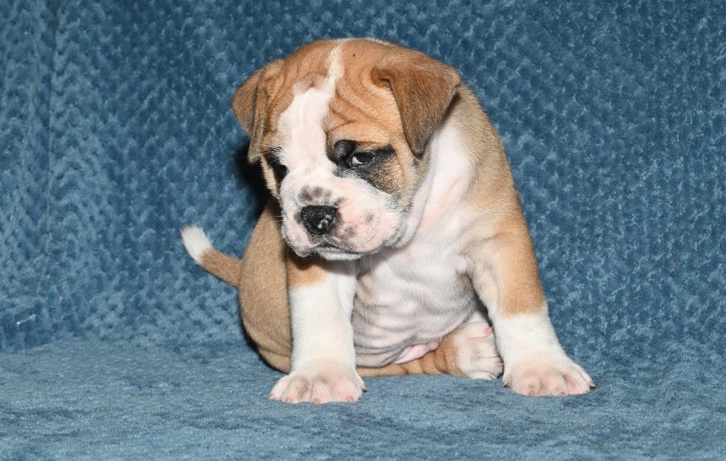 Family Contis - Chiot disponible  - Bulldog continental