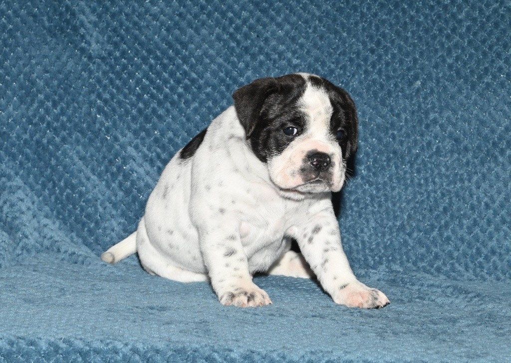 Family Contis - Chiot disponible  - Bulldog continental