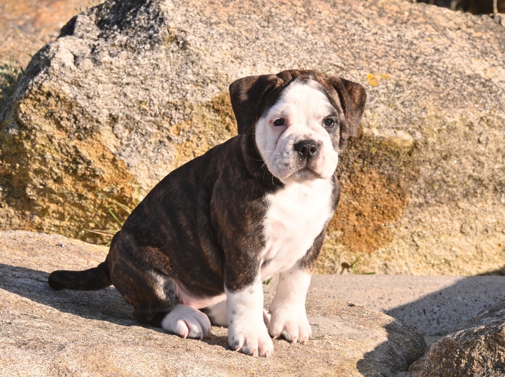 Family Contis - Chiot disponible  - Bulldog continental