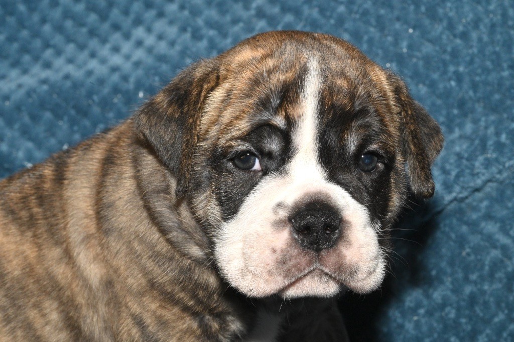 Family Contis - Chiot disponible  - Bulldog continental