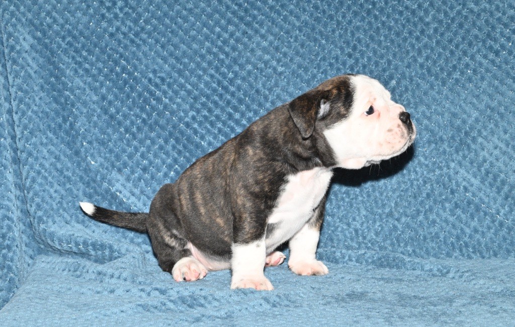 Family Contis - Chiot disponible  - Bulldog continental