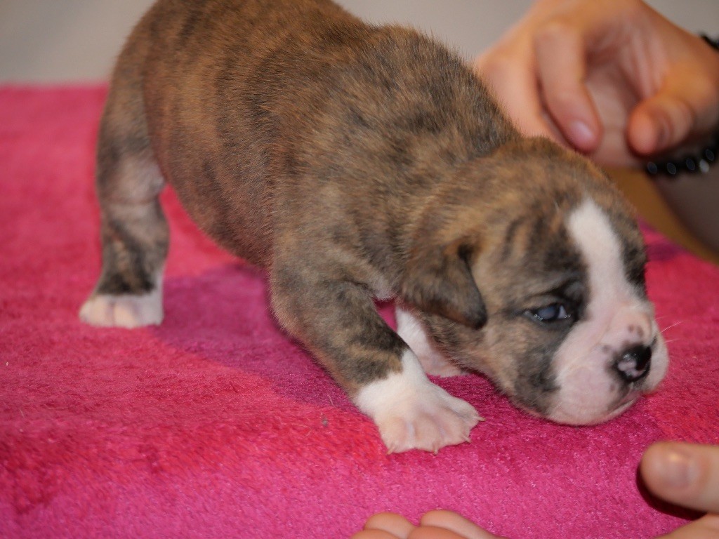 Family Contis - Chiot disponible  - Bulldog continental