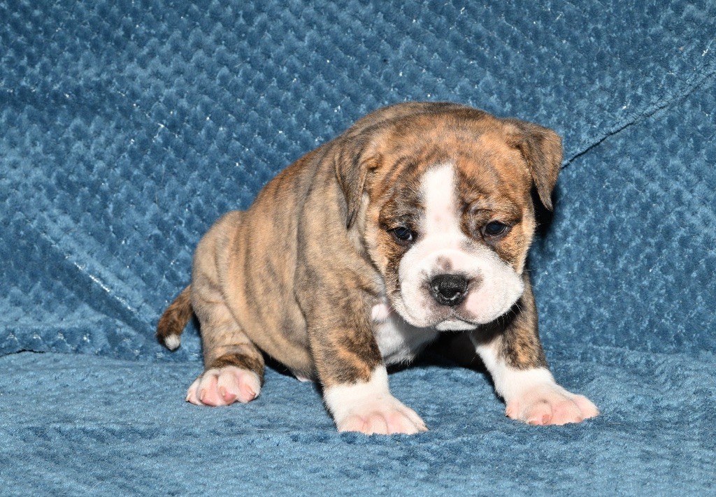 Family Contis - Chiot disponible  - Bulldog continental