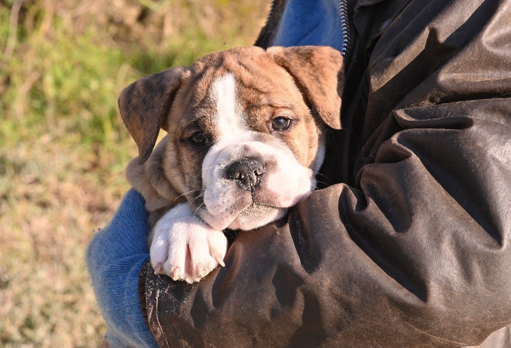 Family Contis - Chiot disponible  - Bulldog continental