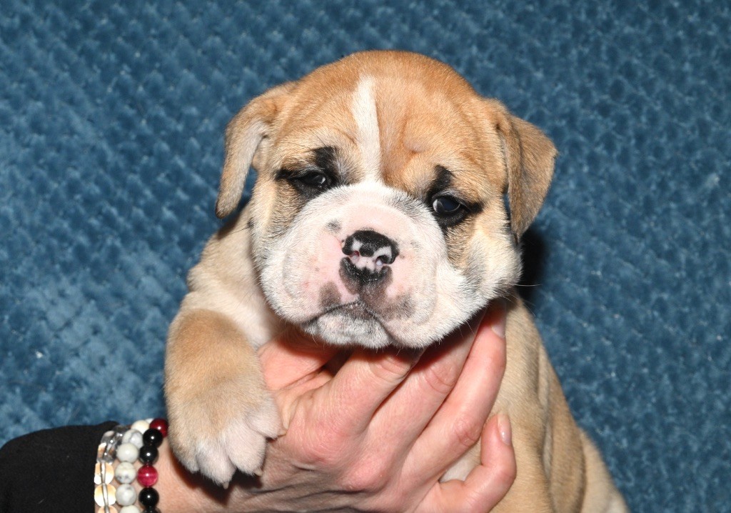 Family Contis - Chiot disponible  - Bulldog continental