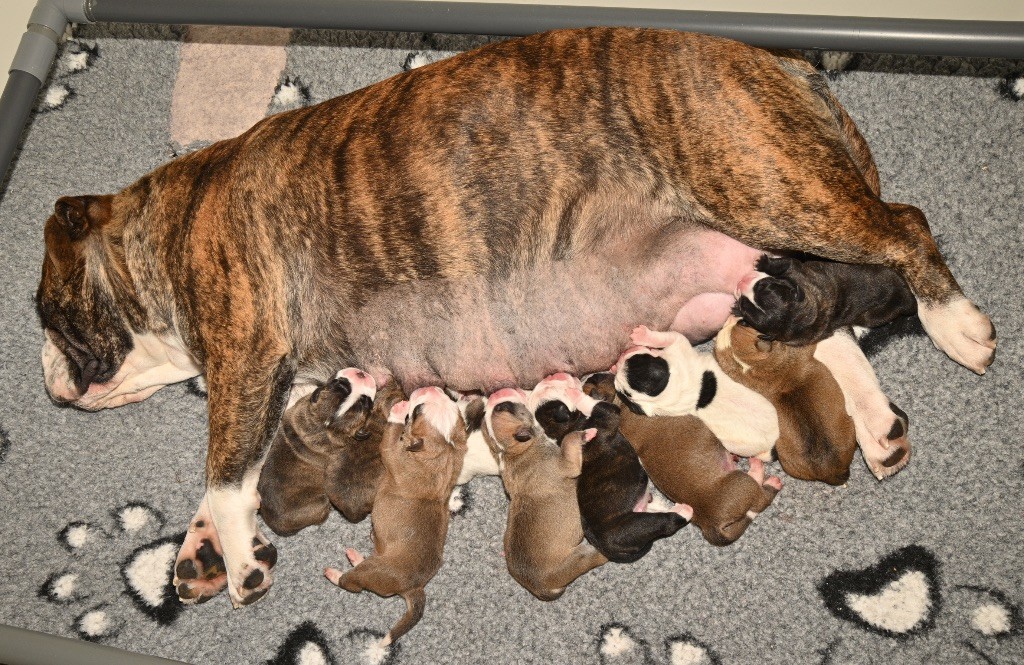 chiot Bulldog continental Family Contis