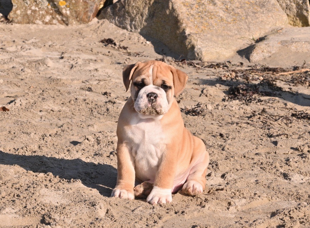 Family Contis - Chiot disponible  - Bulldog continental