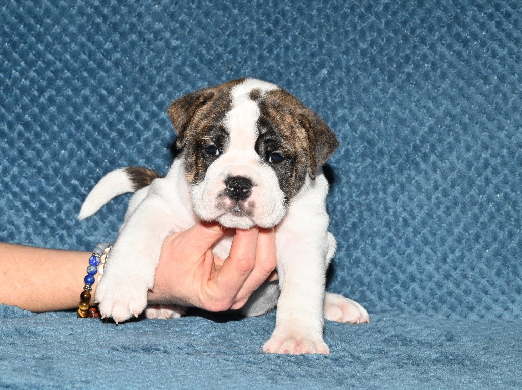 Family Contis - Chiot disponible  - Bulldog continental