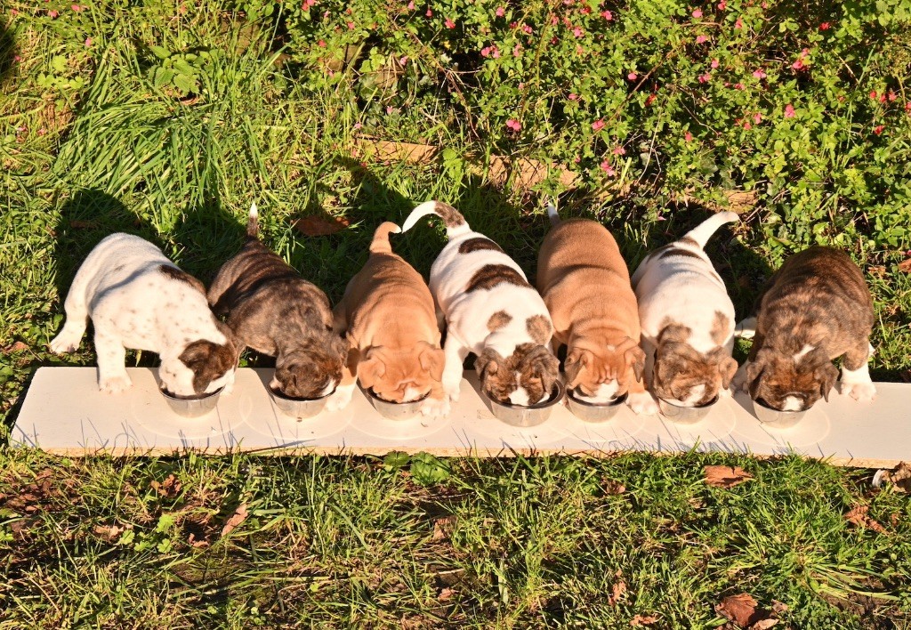 chiot Bulldog continental Family Contis