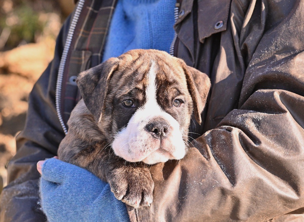 Family Contis - Chiot disponible  - Bulldog continental