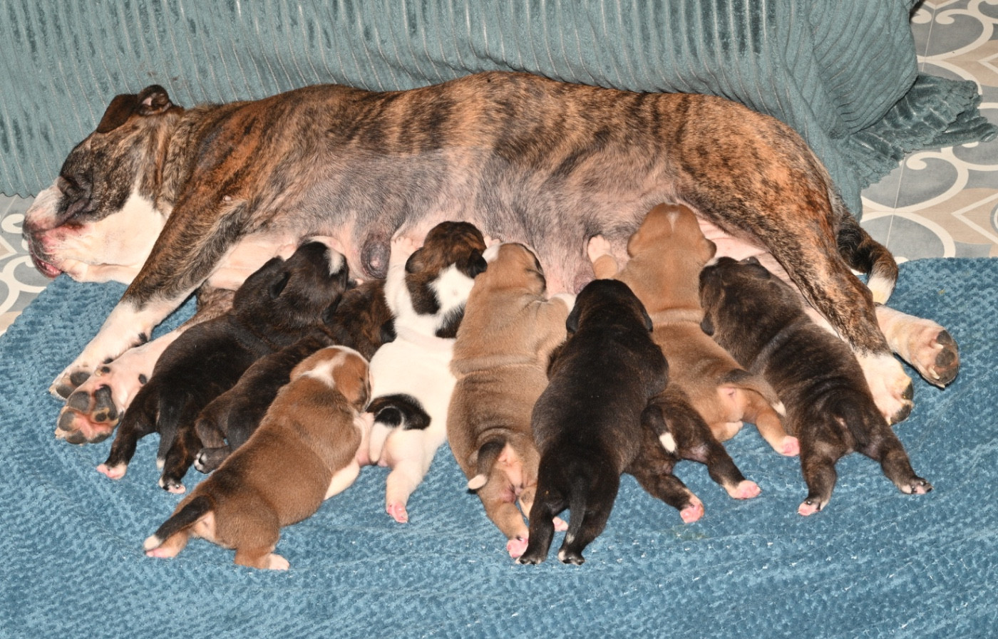 Les bébés sont là !!!!