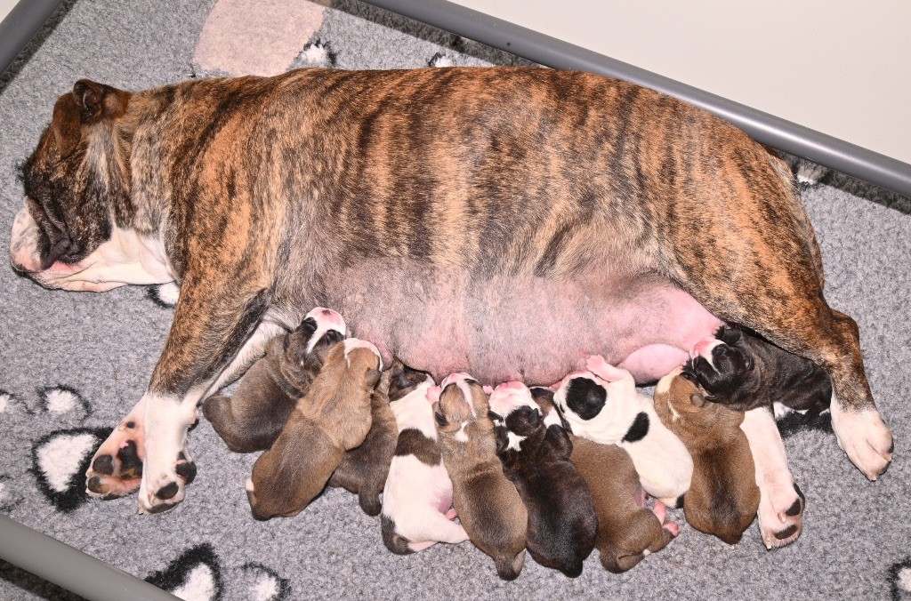 Naissance des chiots de Tess et Peter
