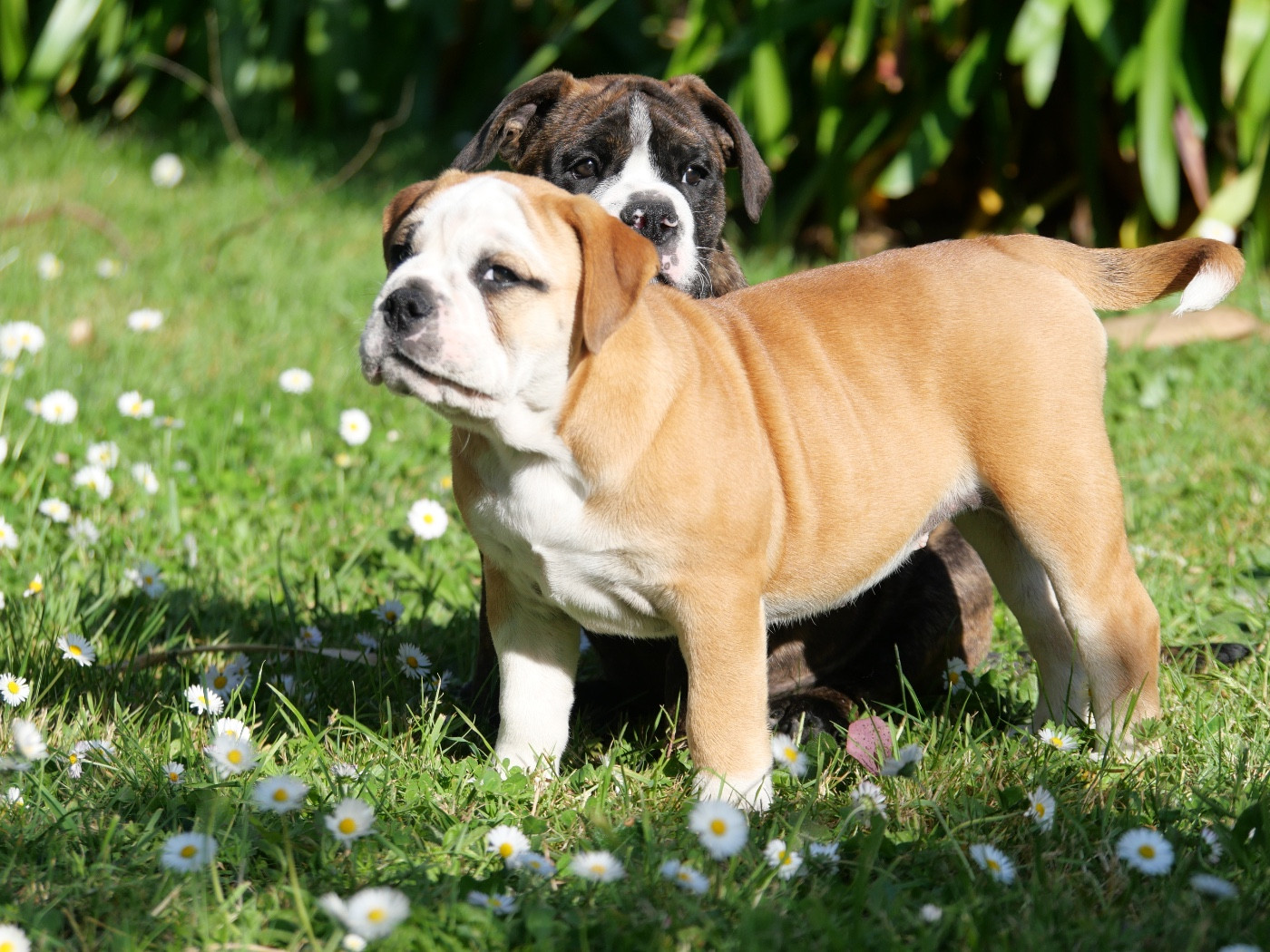 BETTY-LOU et BERNY