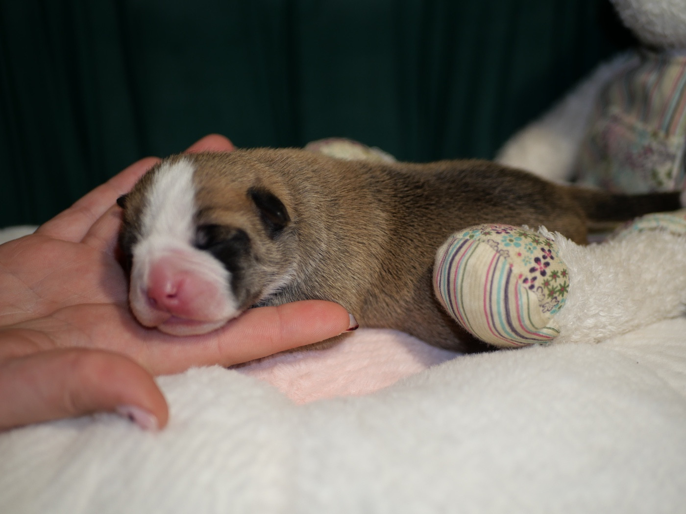 Family Contis - Chiots disponibles - Bulldog continental