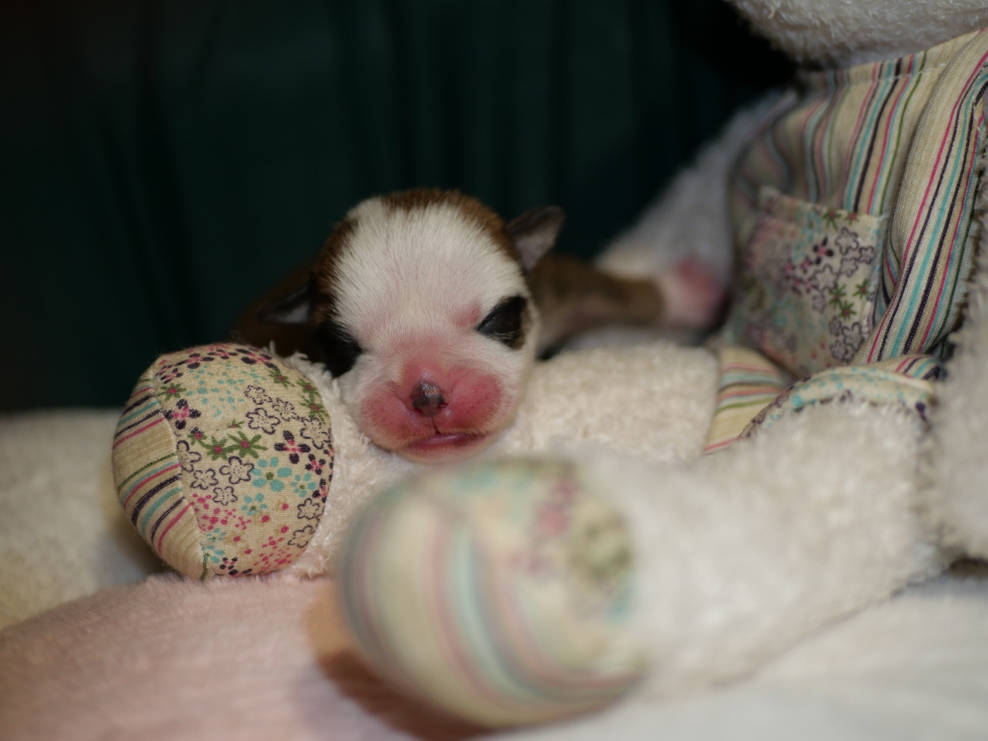 Family Contis - Chiots disponibles - Bulldog continental