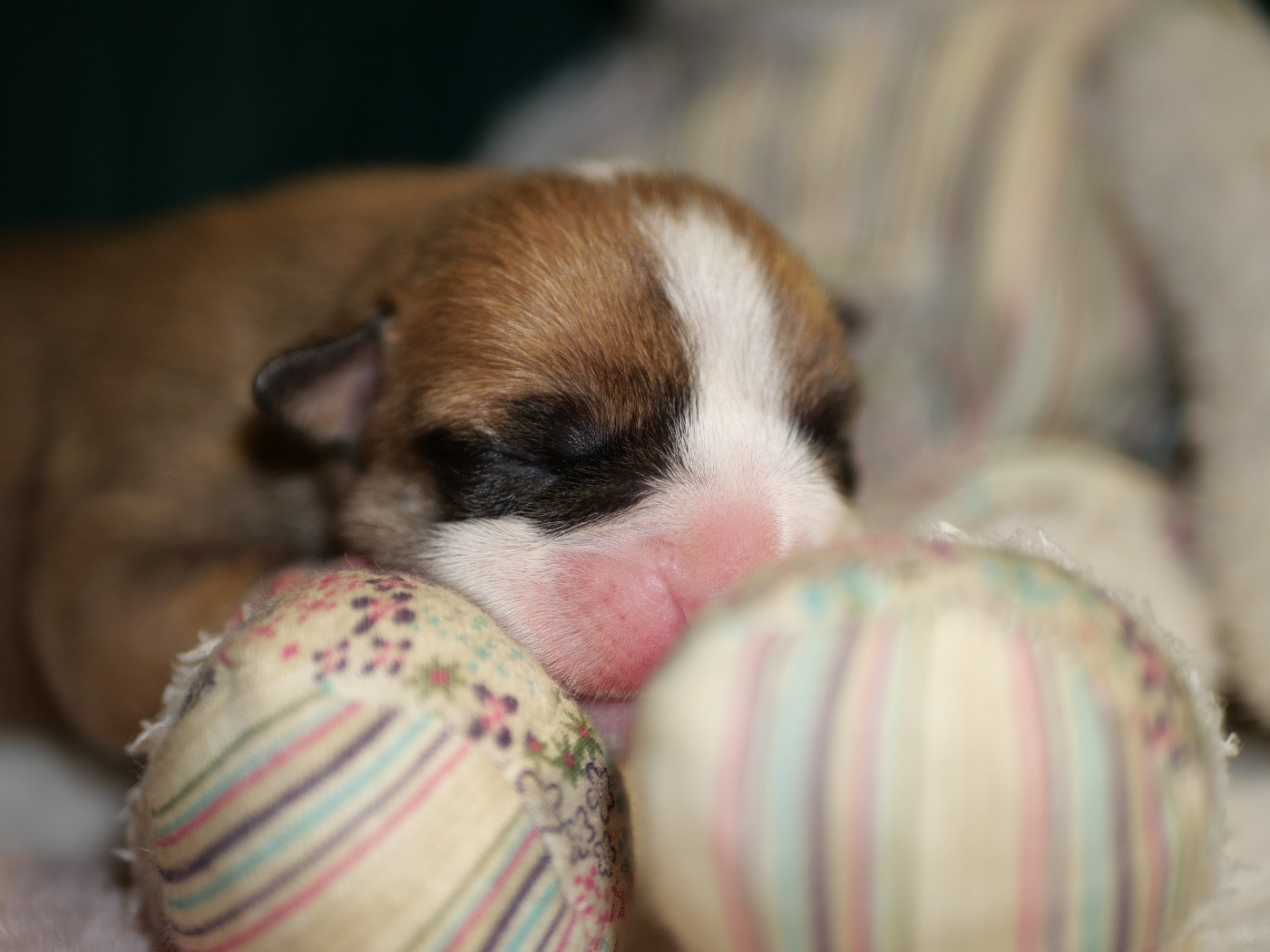 Family Contis - Chiots disponibles - Bulldog continental