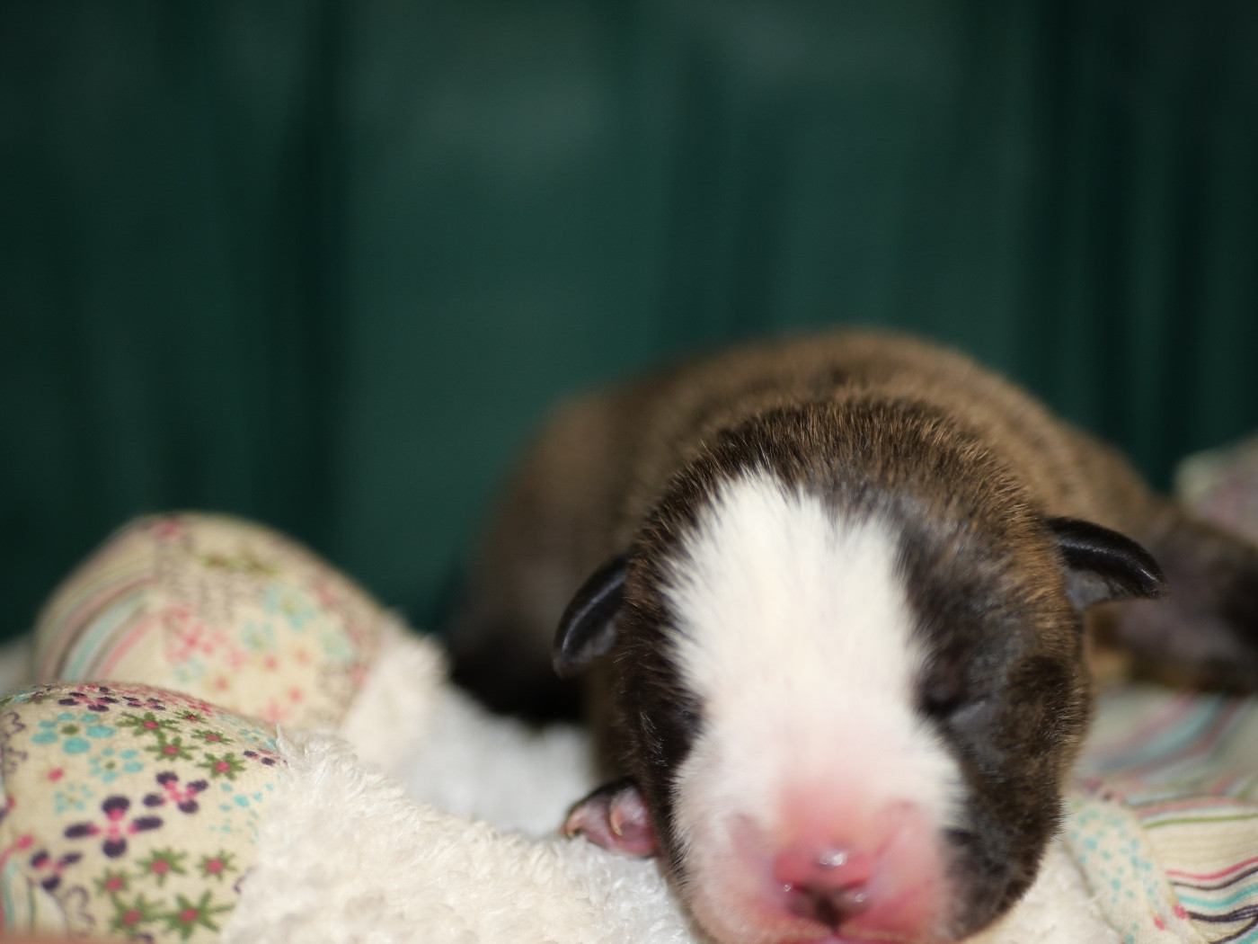 Family Contis - Chiots disponibles - Bulldog continental