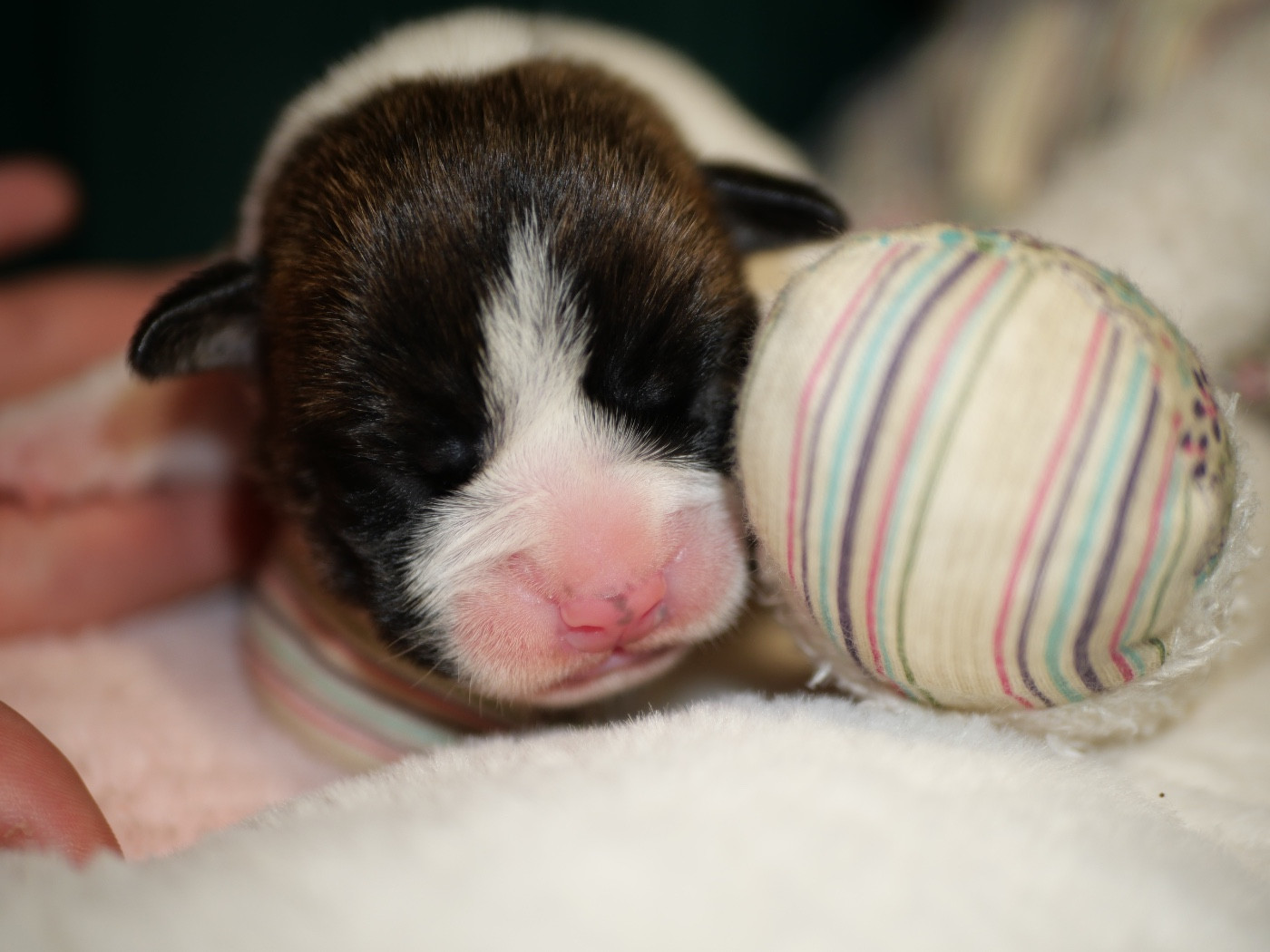 Family Contis - Chiots disponibles - Bulldog continental