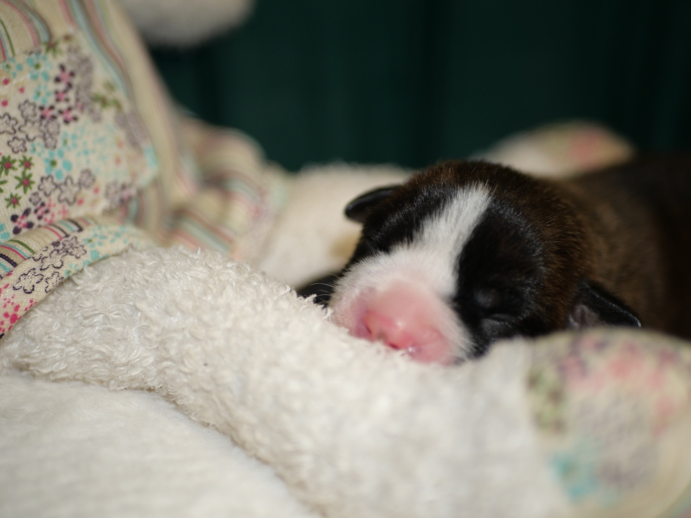 Family Contis - Chiots disponibles - Bulldog continental