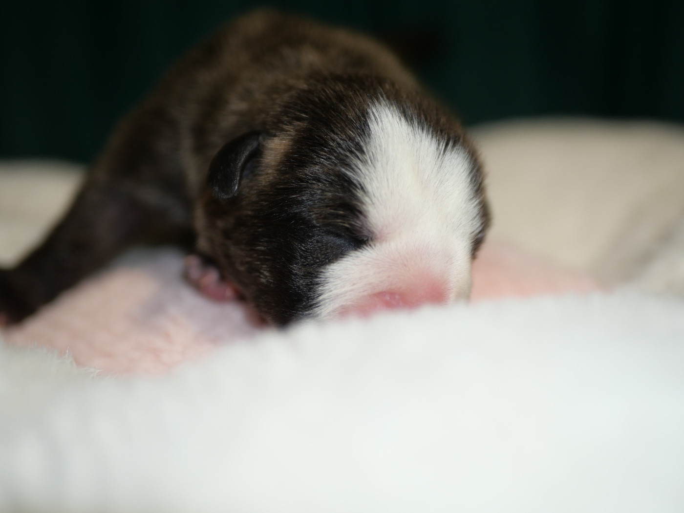 Family Contis - Chiots disponibles - Bulldog continental