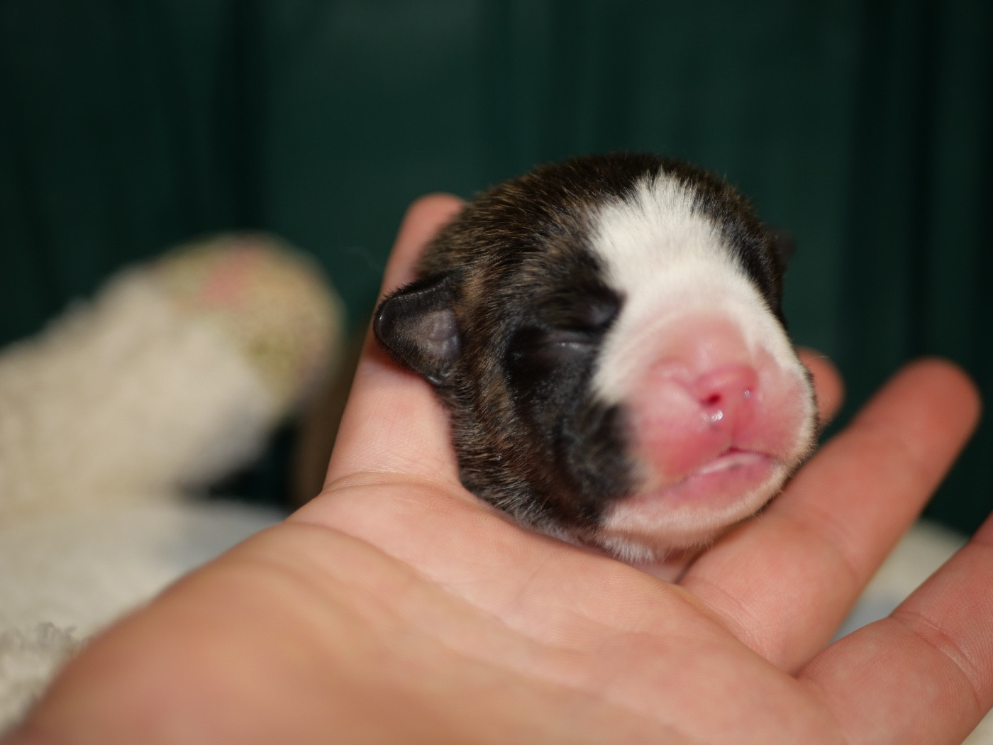 Family Contis - Chiots disponibles - Bulldog continental