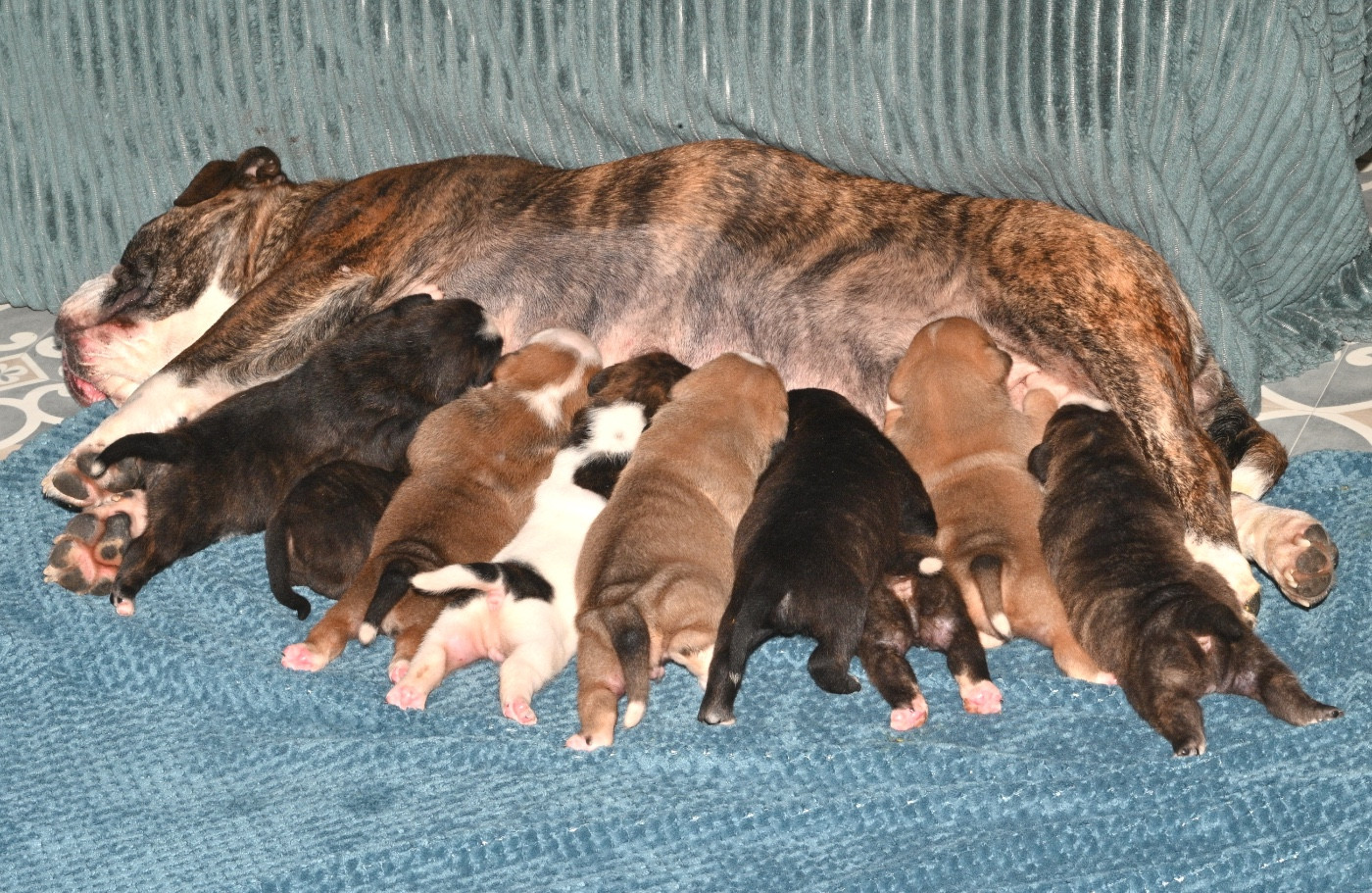 Family Contis - Bulldog continental - Portée née le 10/02/2026