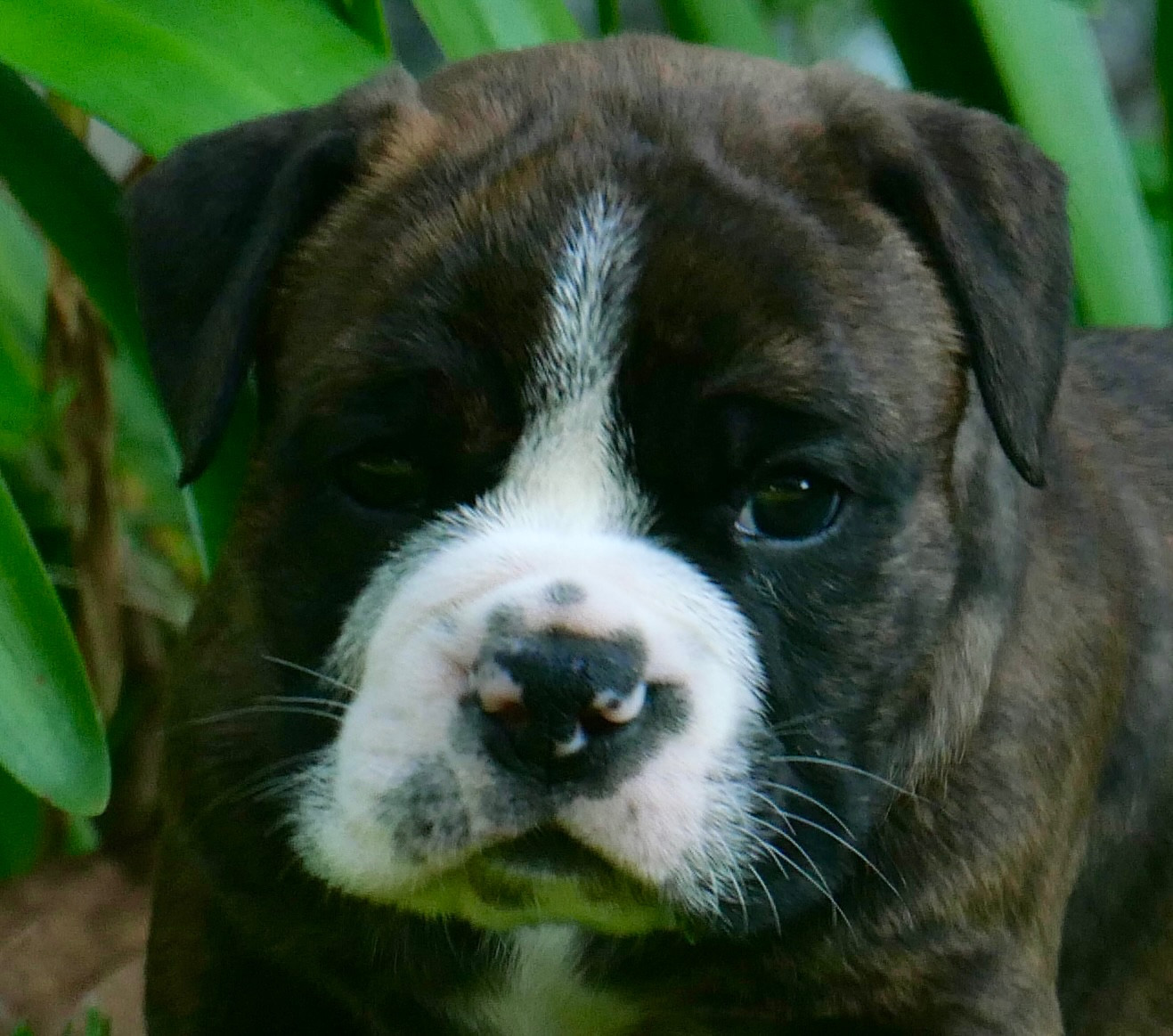 Family Contis - Chiots disponibles - Bulldog continental