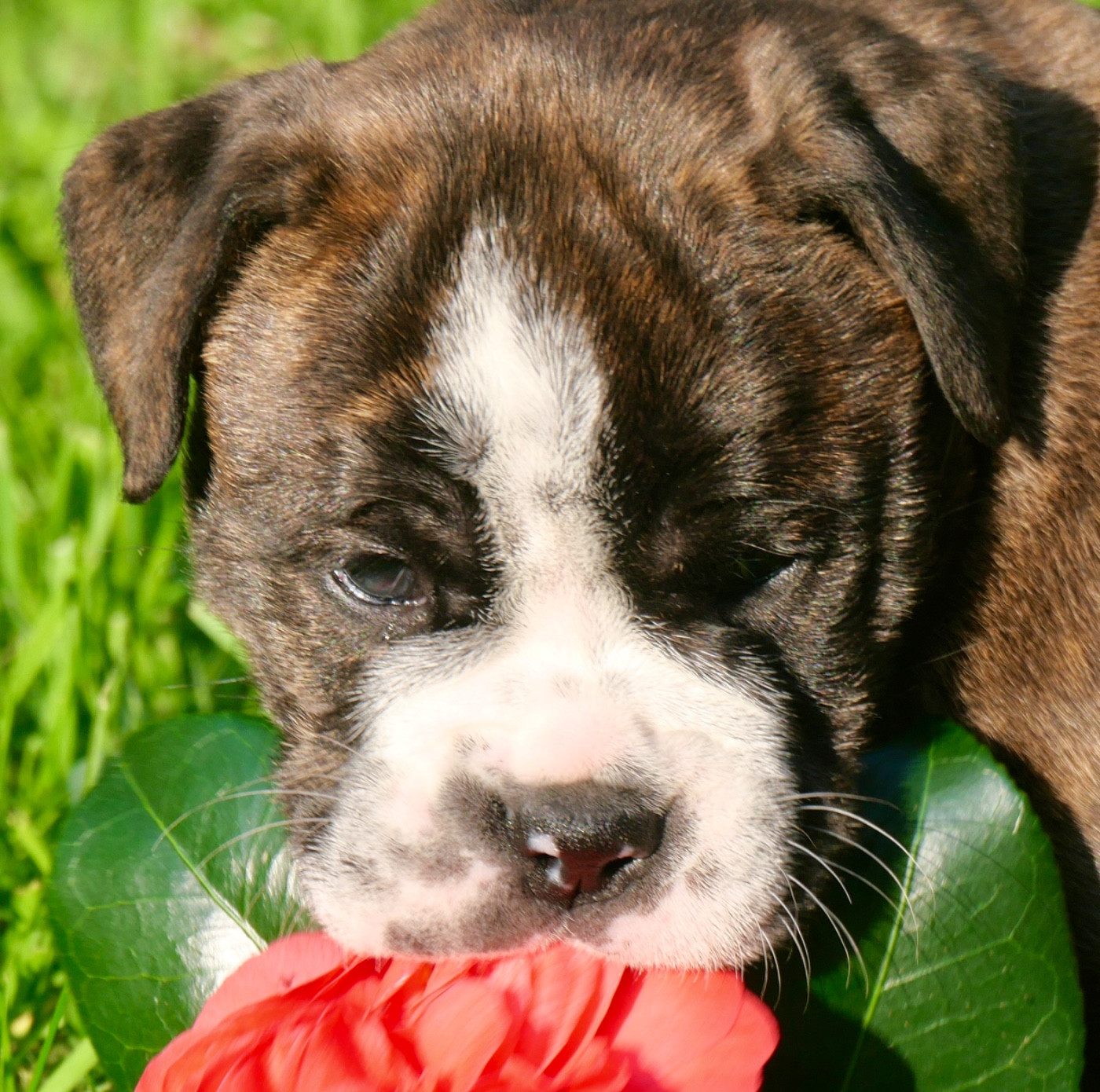 Family Contis - Chiots disponibles - Bulldog continental