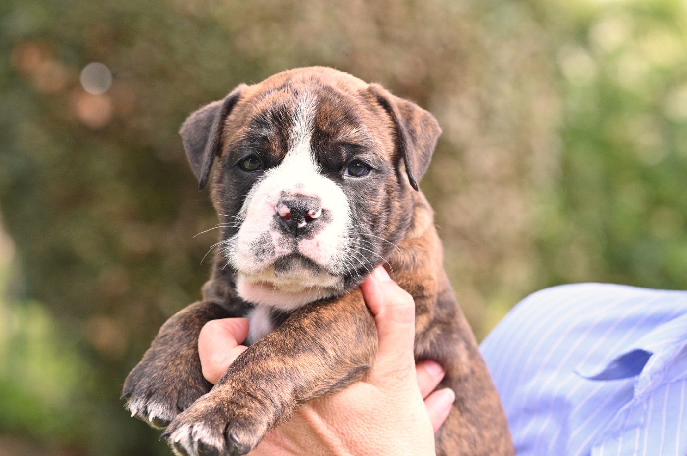 Family Contis - Chiots disponibles - Bulldog continental