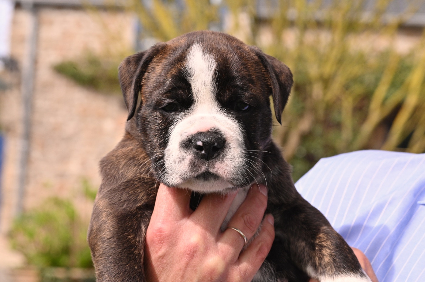 Family Contis - Chiots disponibles - Bulldog continental