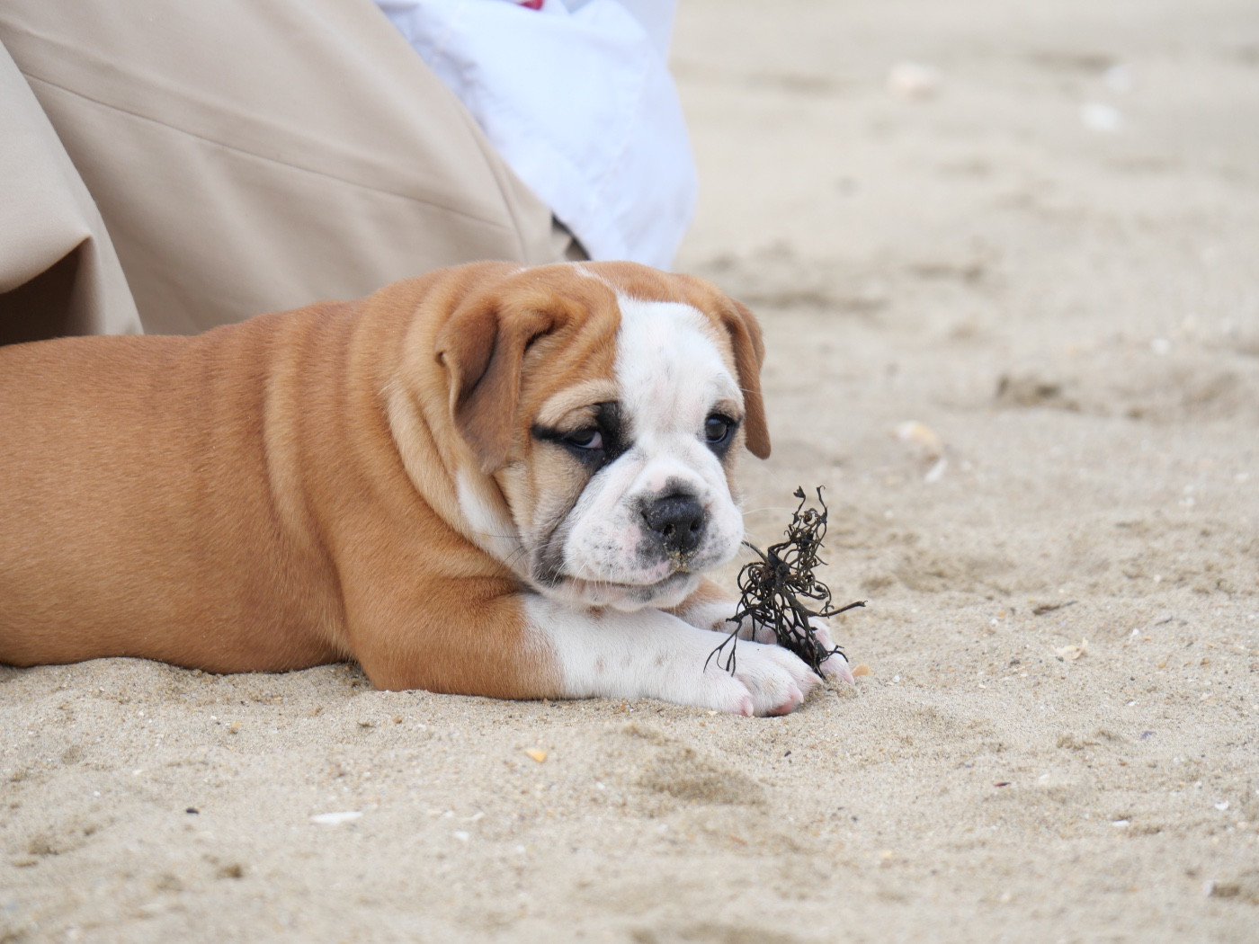 Family Contis - Chiots disponibles - Bulldog continental