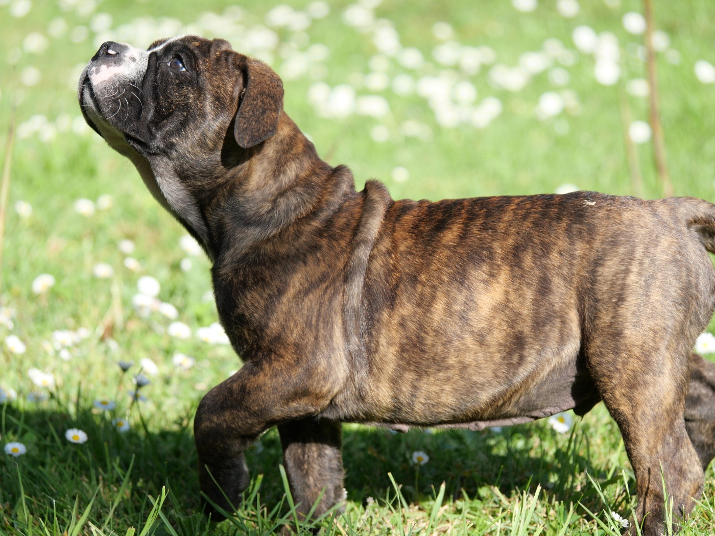 Family Contis - Chiots disponibles - Bulldog continental