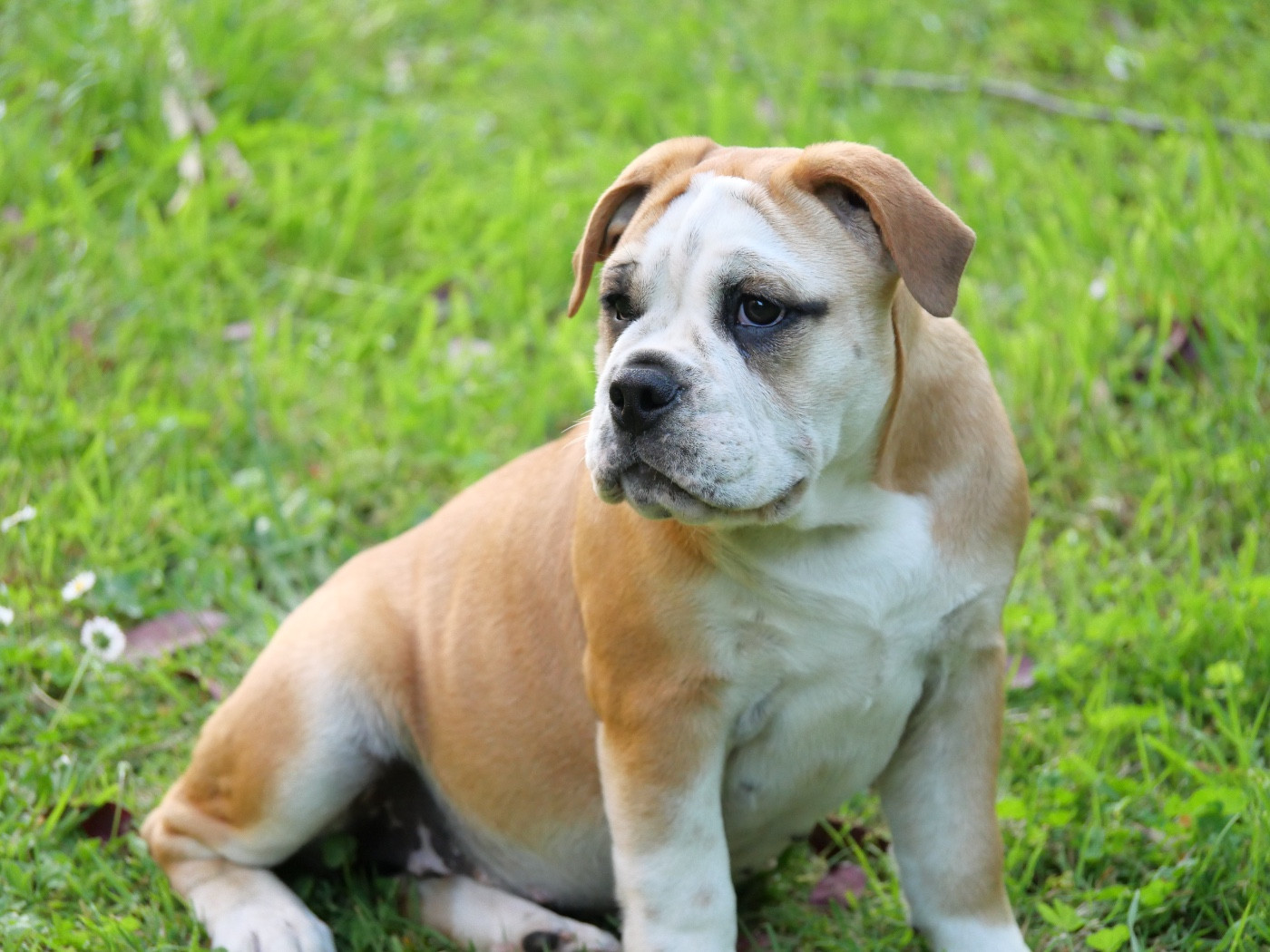 Family Contis - Chiots disponibles - Bulldog continental